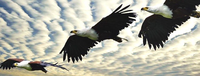 Shadowing an Eagle Becomes Opportunity-of-a-Lifetime